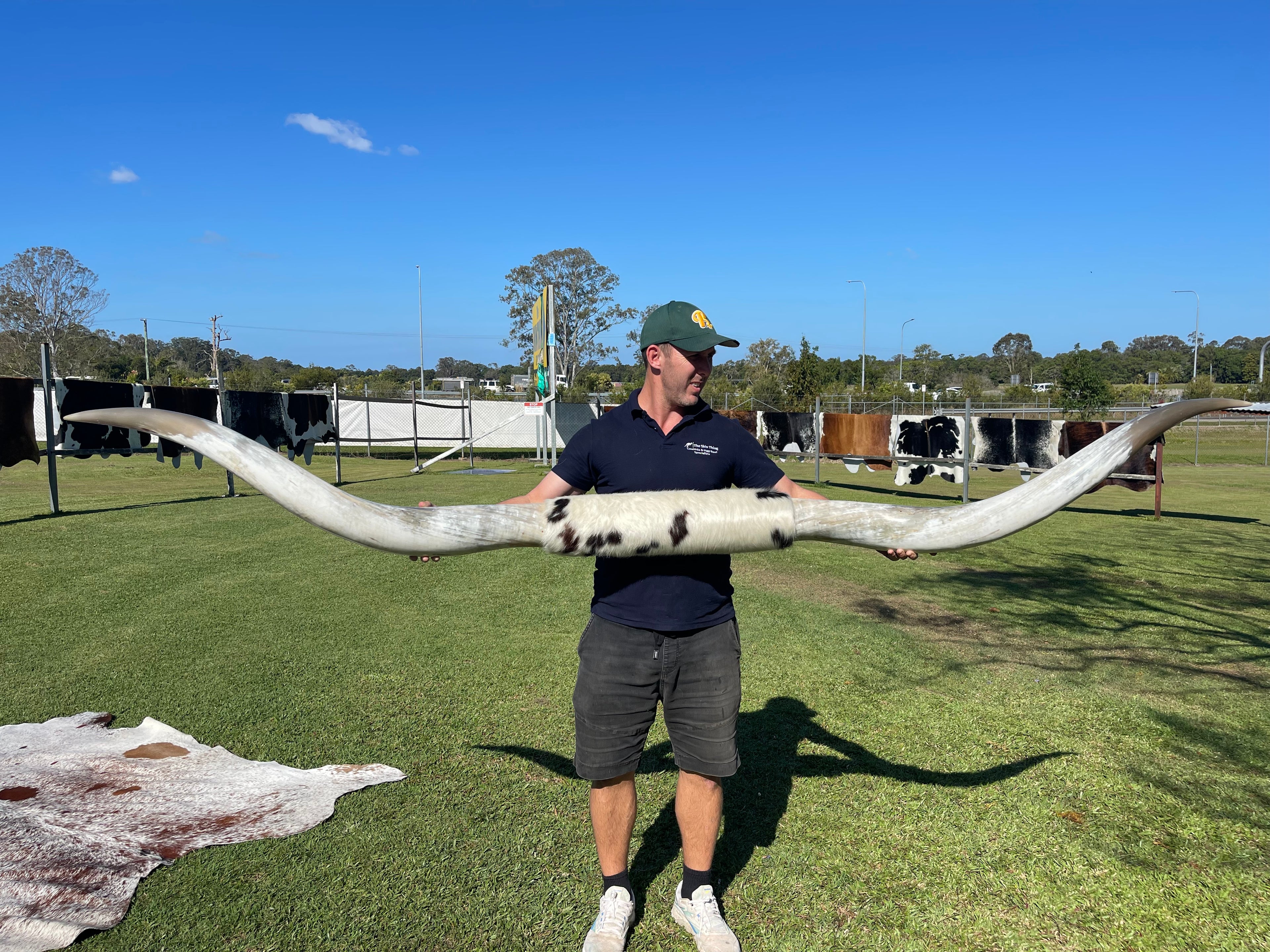 Mounted Cow Horns 50 (this set free delivery, can be dismantled )