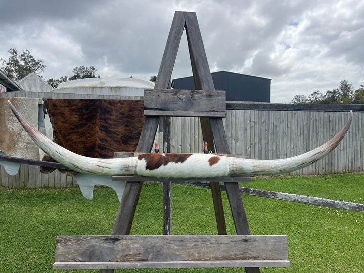 Mounted Cow Horns 01 (delivery extra on request)