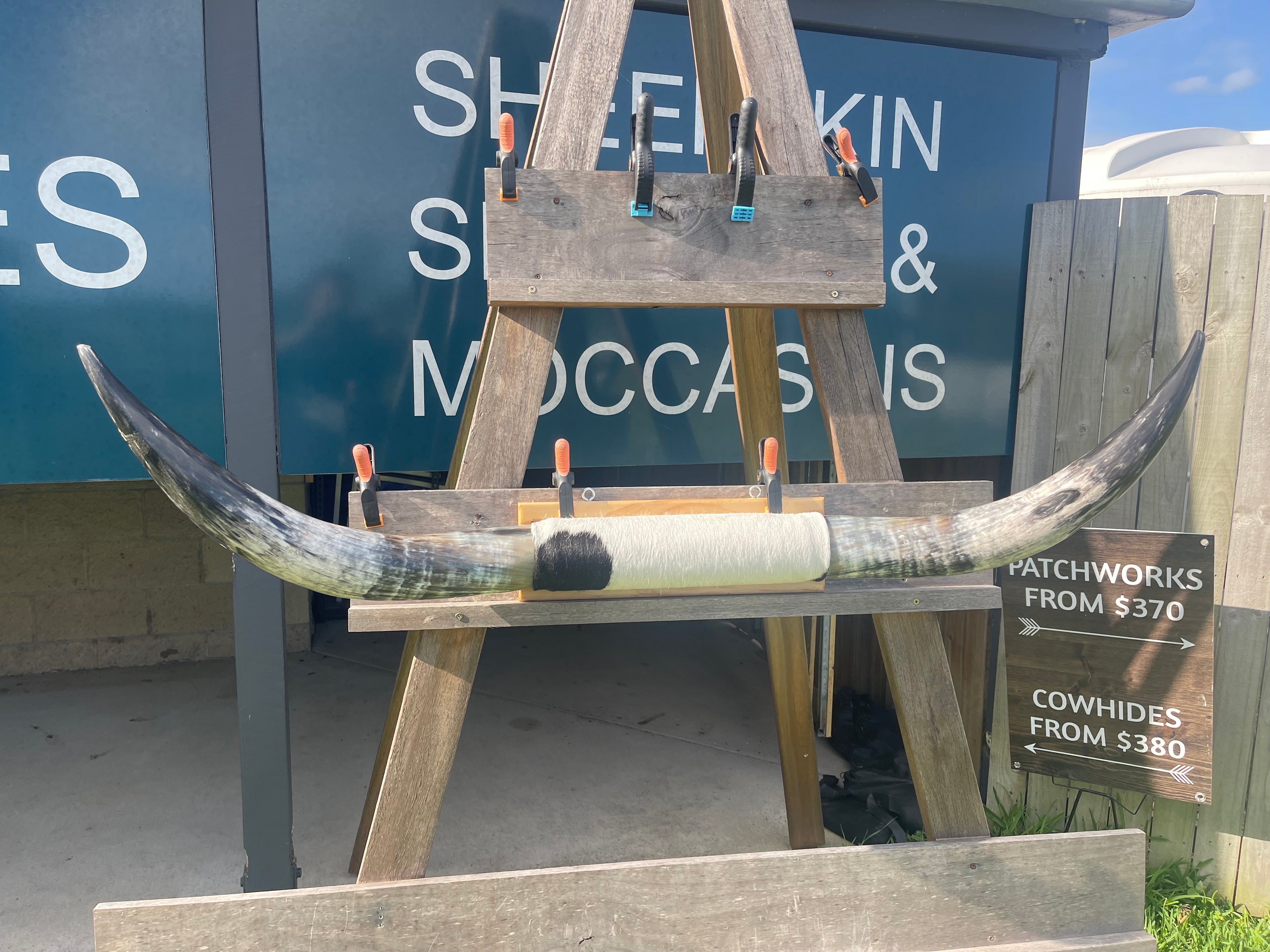 Mounted Cow Horns 35 (delivery extra on request)