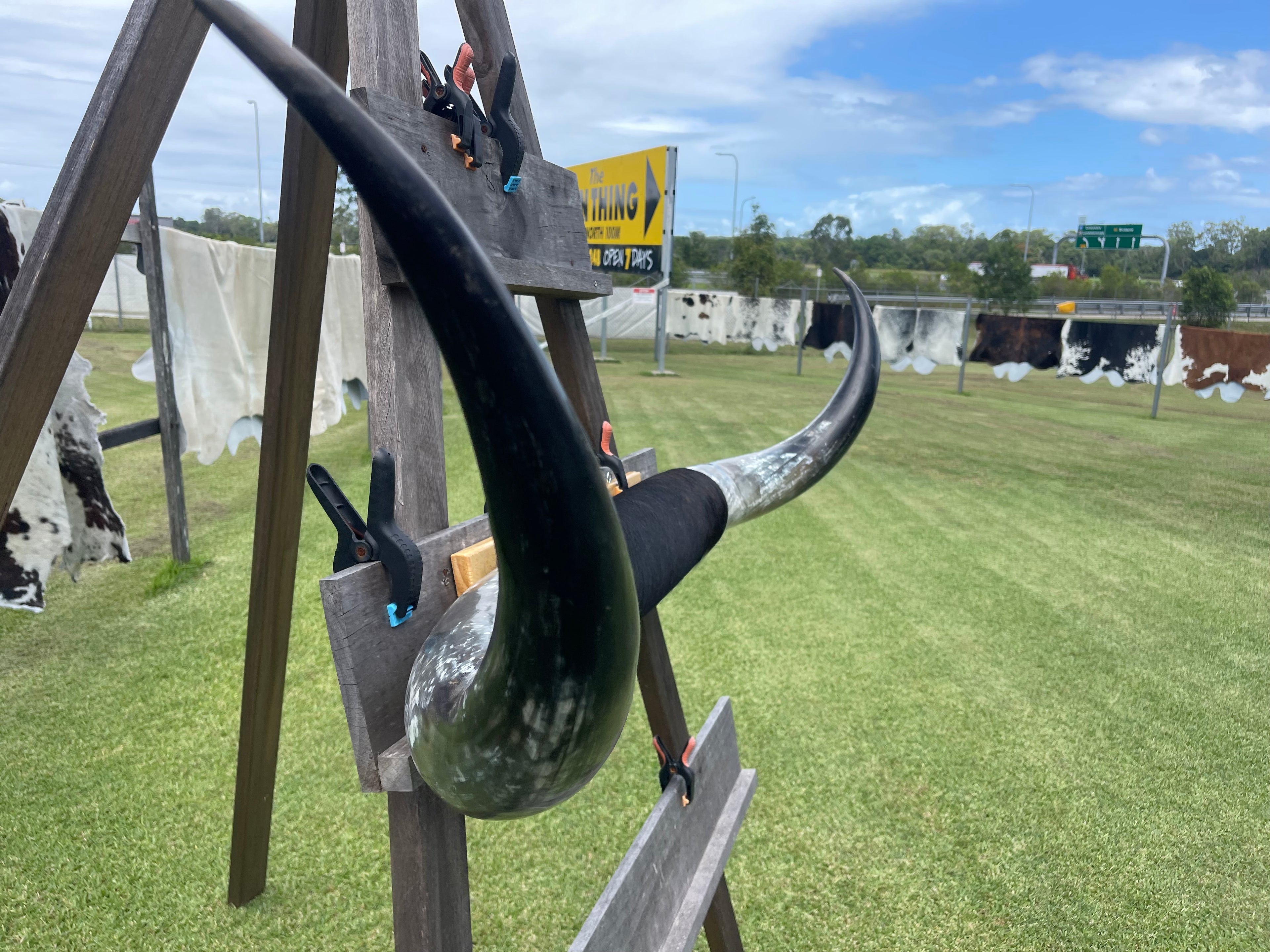 Mounted Cow Horns 07 (delivery extra on request)