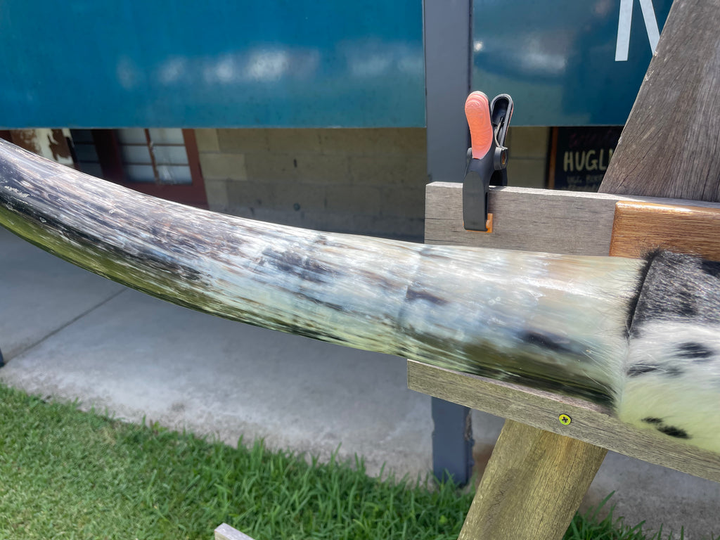 Mounted Cow Horns 40 (delivery extra on request)