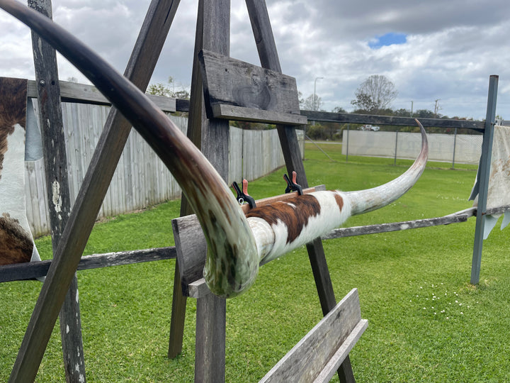 Mounted Cow Horns 01 (delivery extra on request)