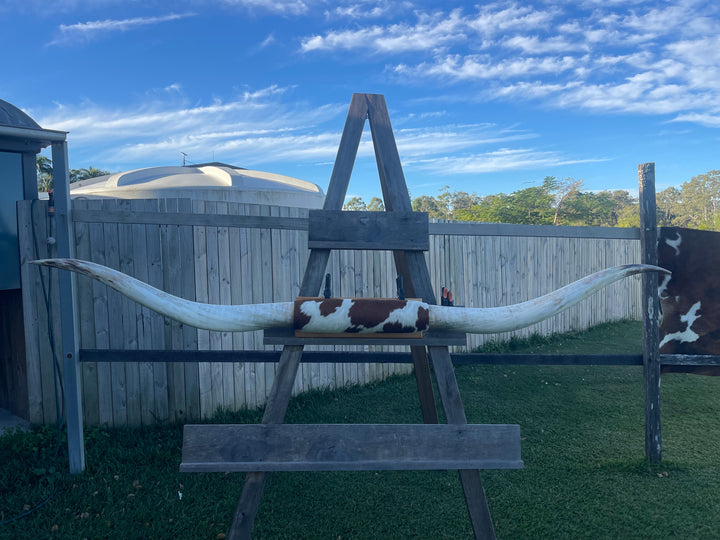 Mounted Cow Horns 56 (delivery extra on request)