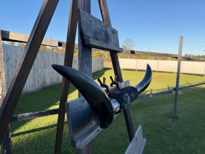 Mounted Cow Horns 31 (delivery extra on request)