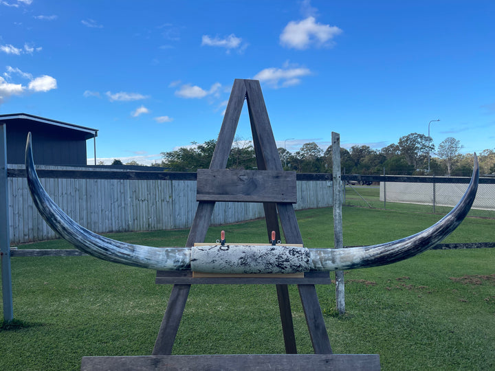 Mounted Cow Horns 07 (delivery extra on request)