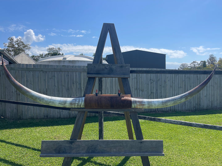 Mounted Cow Horns 18 ( delivery extra on request )
