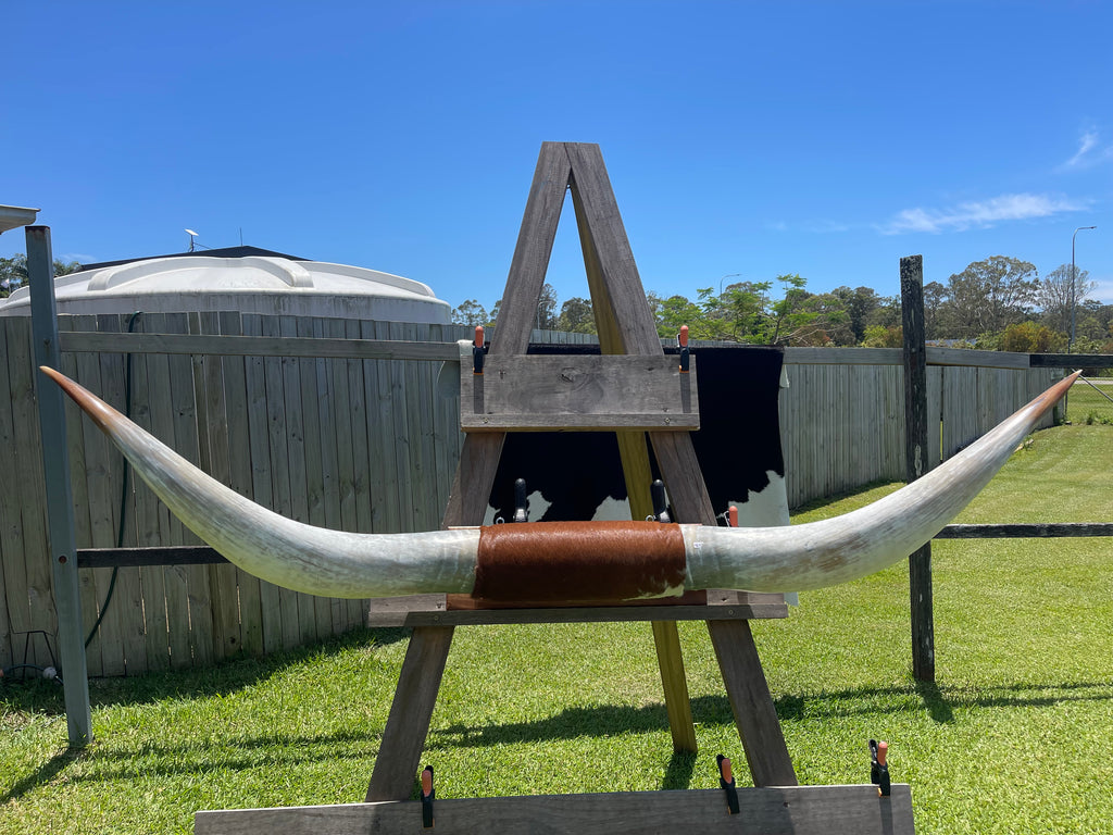 Mounted Cow Horns 48 (delivery extra on request)