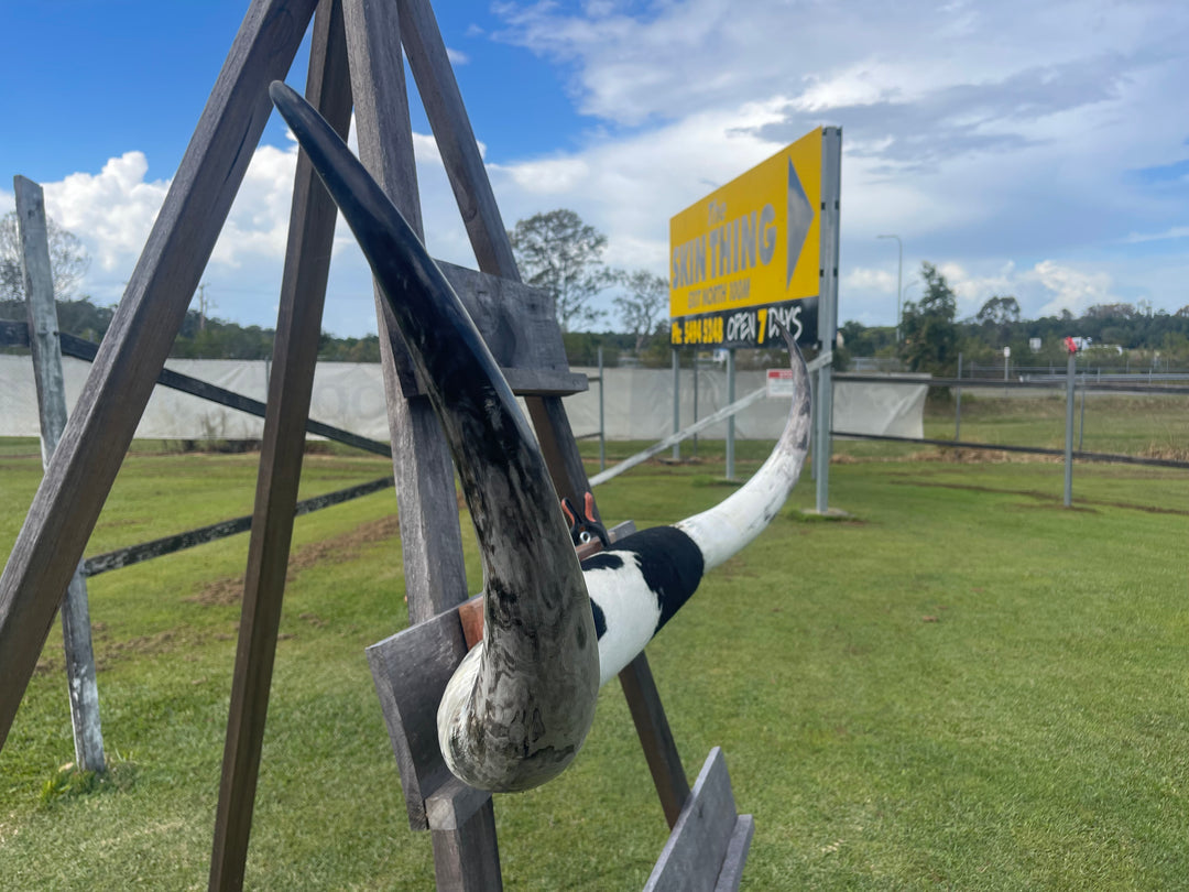 Mounted Cow Horns 43 (delivery extra on request)
