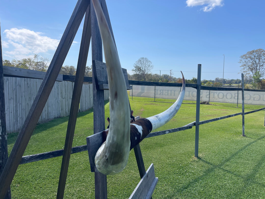 Mounted Cow Horns 45 (delivery extra on request)