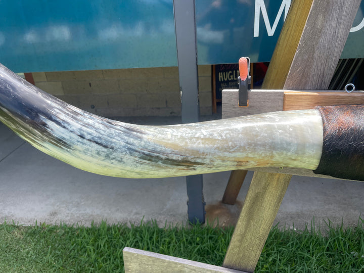 Mounted Cow Horns 42 (delivery extra on request)