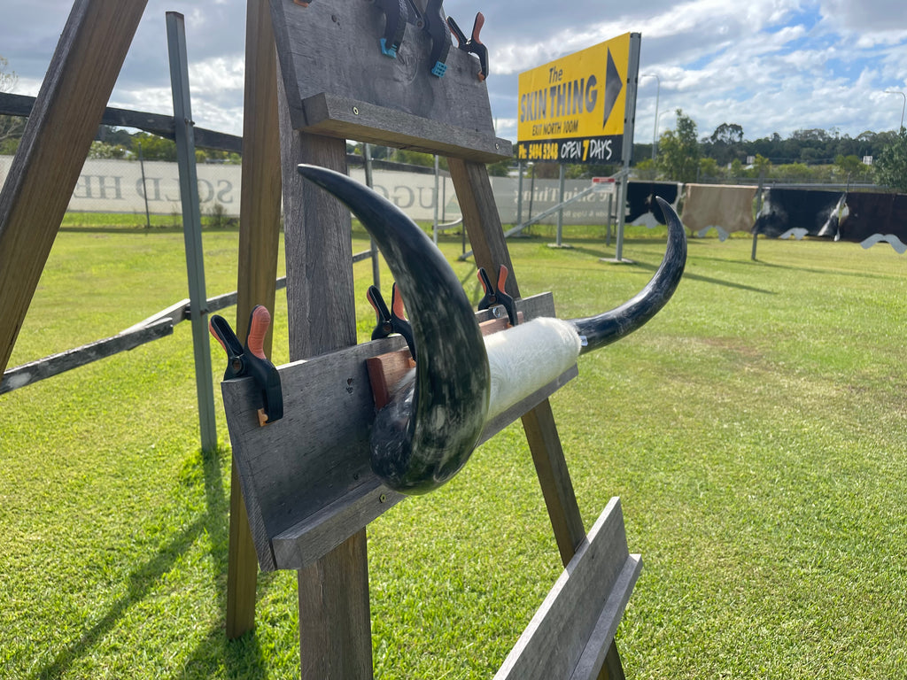 Mounted Cow Horns 26 (delivery extra on request)