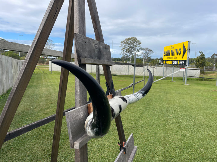 Mounted Cow Horns 02 (delivery extra on request)