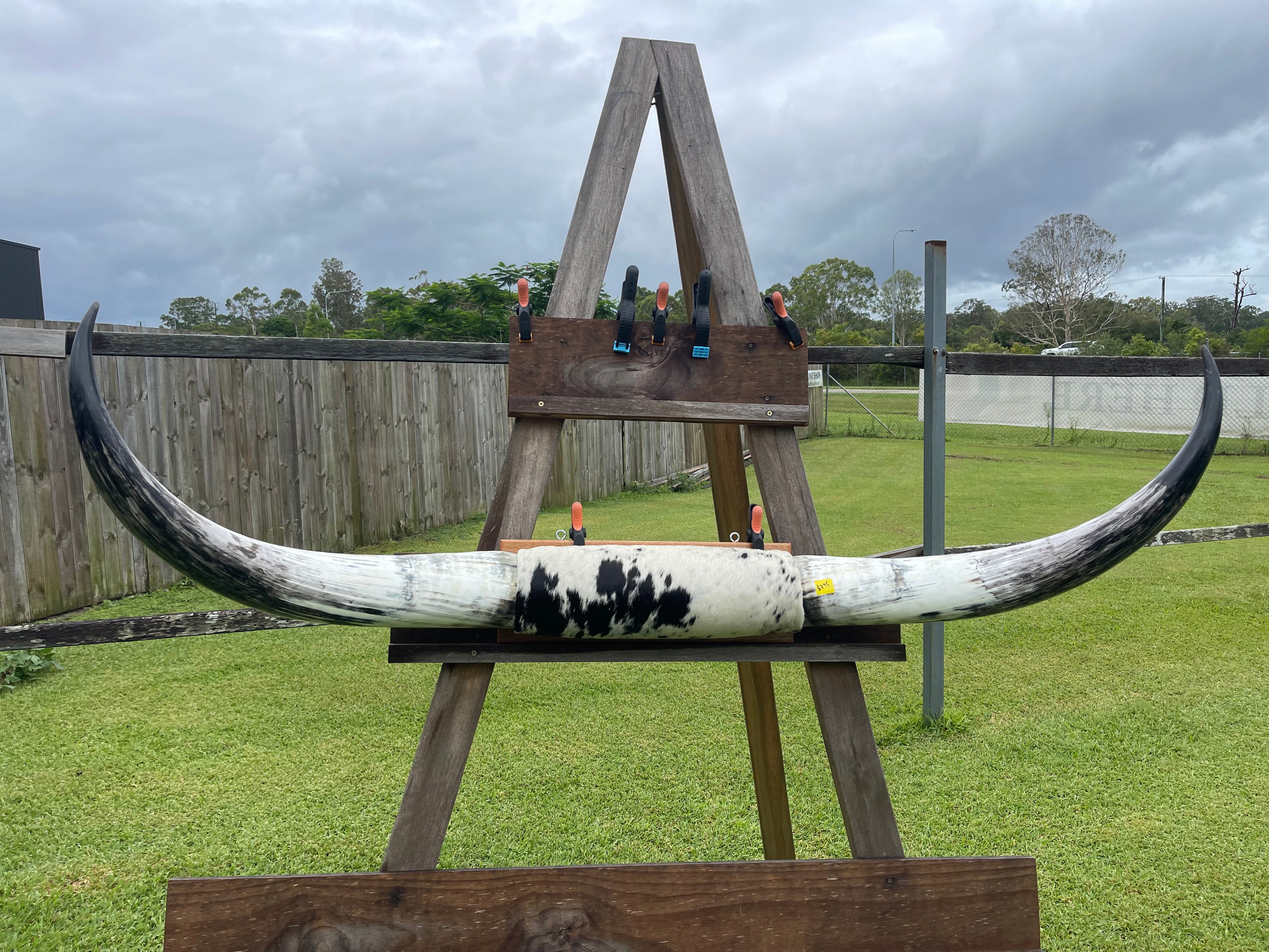 Mounted Cow Horns 09 (delivery extra on request)