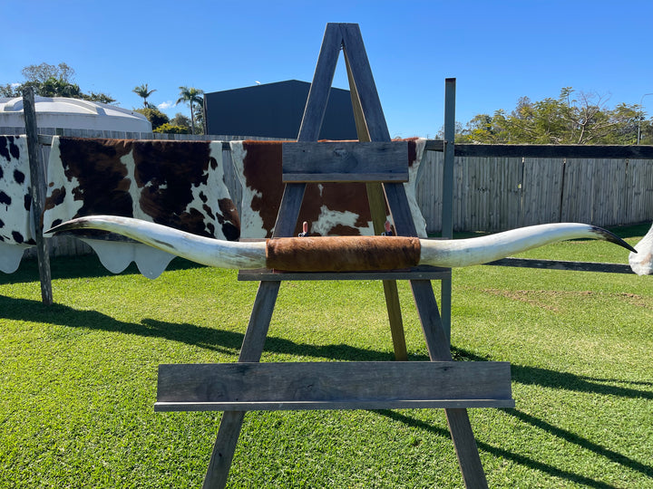 Mounted Cow Horns 29 (delivery extra on request)