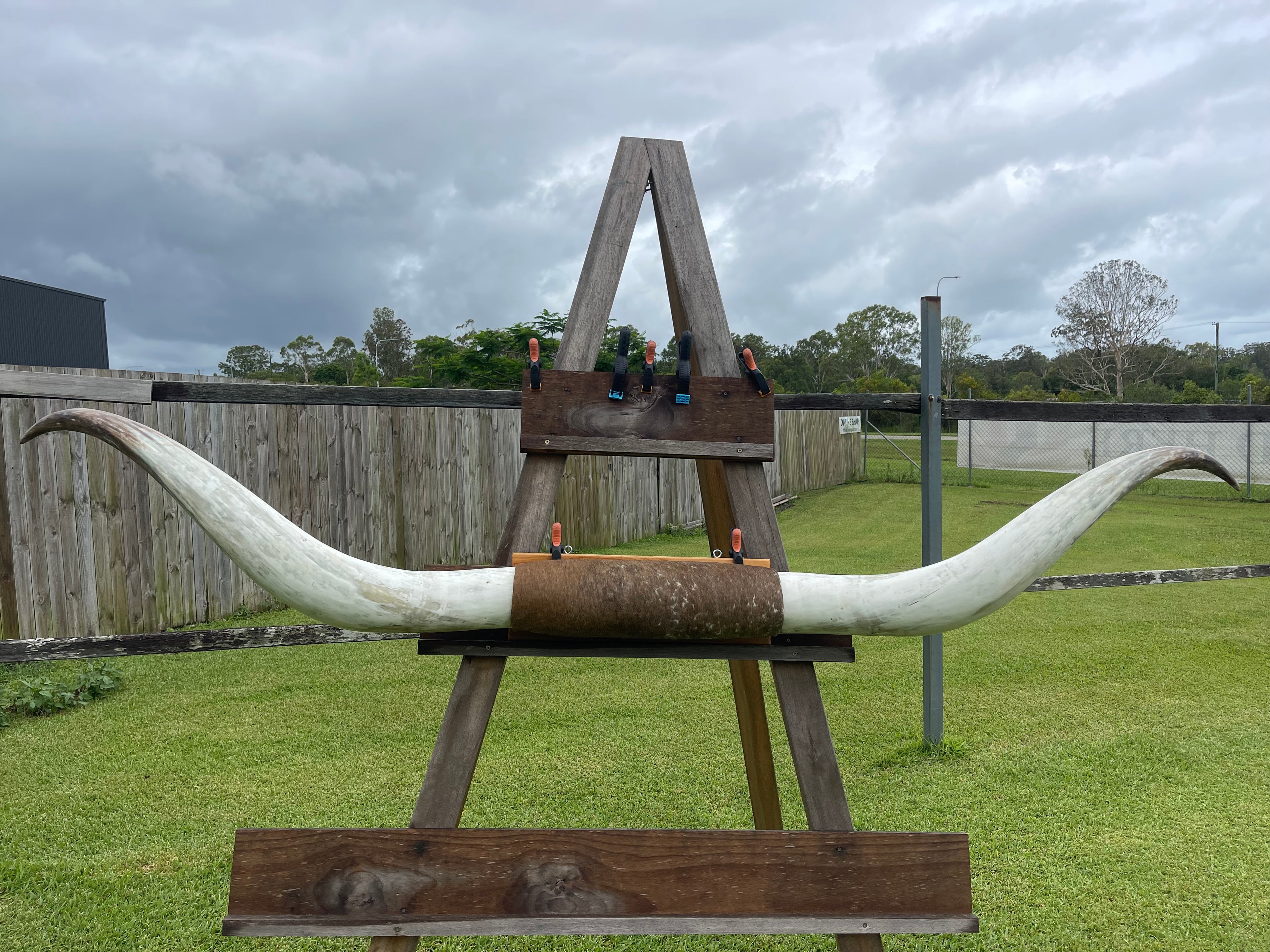 Mounted Cow Horns 11 (delivery extra on request)