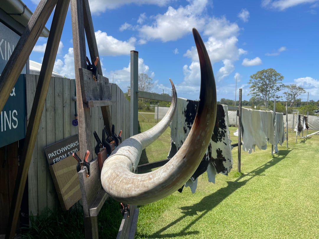 Mounted Cow Horns 37 (delivery extra on request)