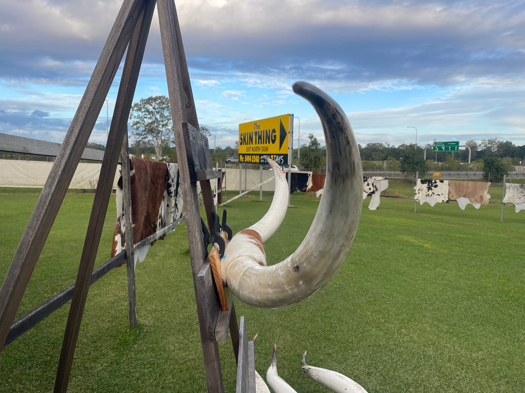 Mounted Cow Horns 45 (delivery extra on request)