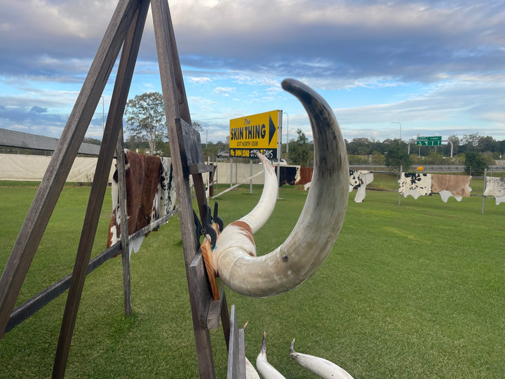 Mounted Cow Horns 45 (delivery extra on request)