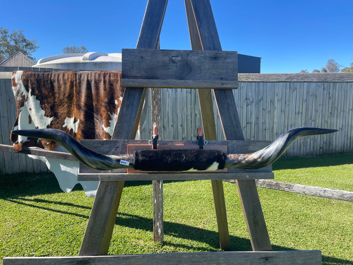 Mounted Cow Horns 13 (delivery extra on request)