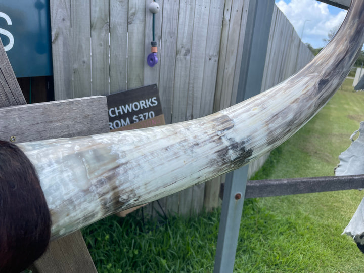 Mounted Cow Horns 28 (delivery extra on request)