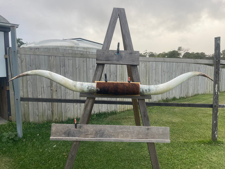 Mounted Cow Horns 21 (delivery extra on request)