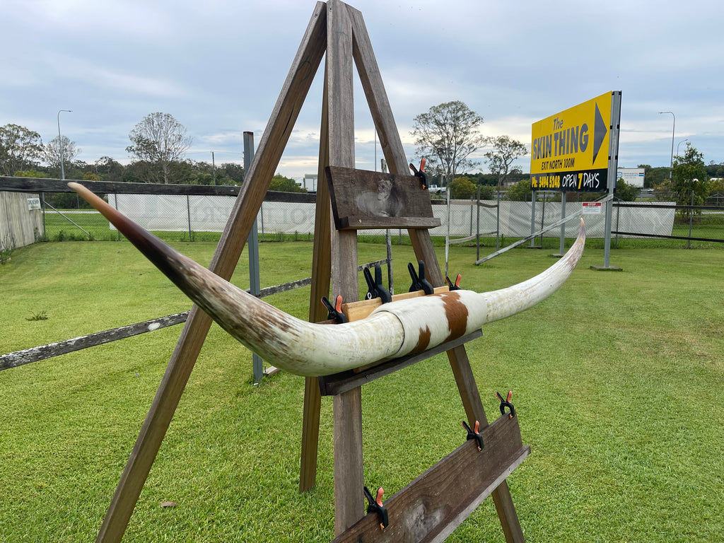 Mounted Cow Horns 22 (delivery extra on request)
