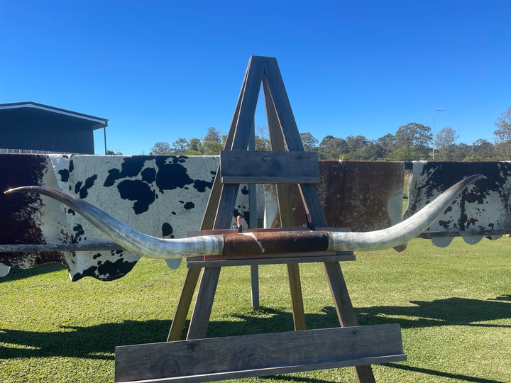 Mounted Cow Horns 52 (this set free delivery,can be dismantled )
