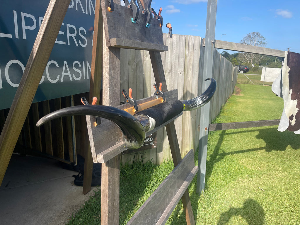 Mounted Cow Horns 47 (delivery extra on request)