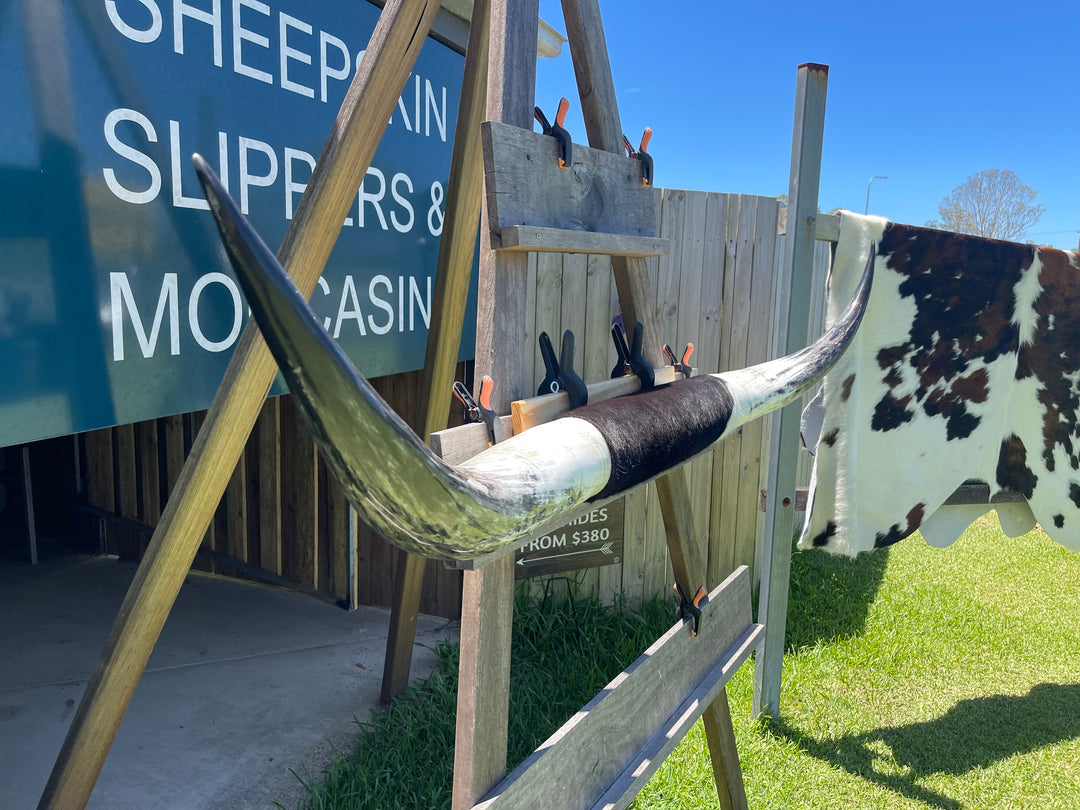Mounted Cow Horns 14 (delivery extra on request)