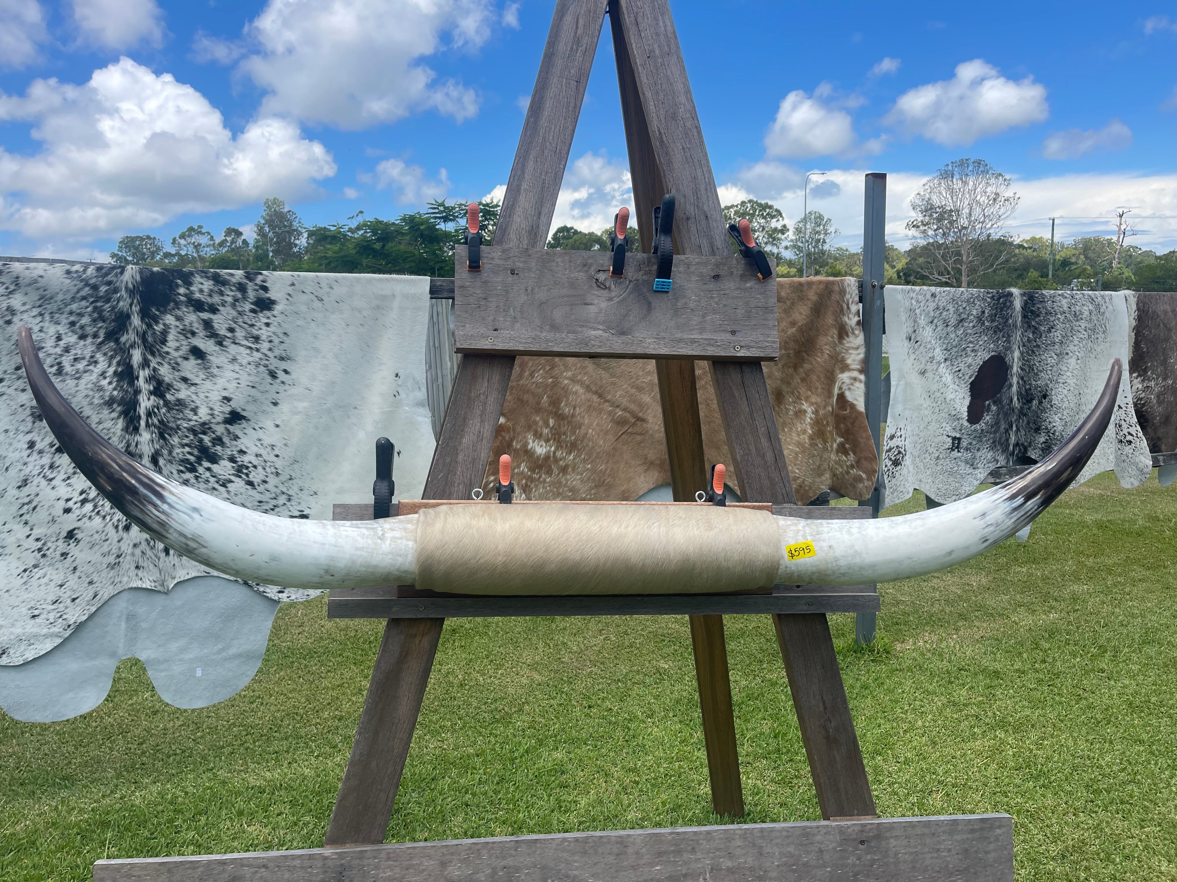 Mounted Cow Horns 07 (delivery extra on request)