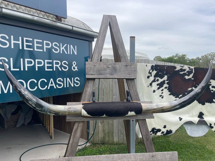 Mounted Cow Horns 09 (delivery extra on request )