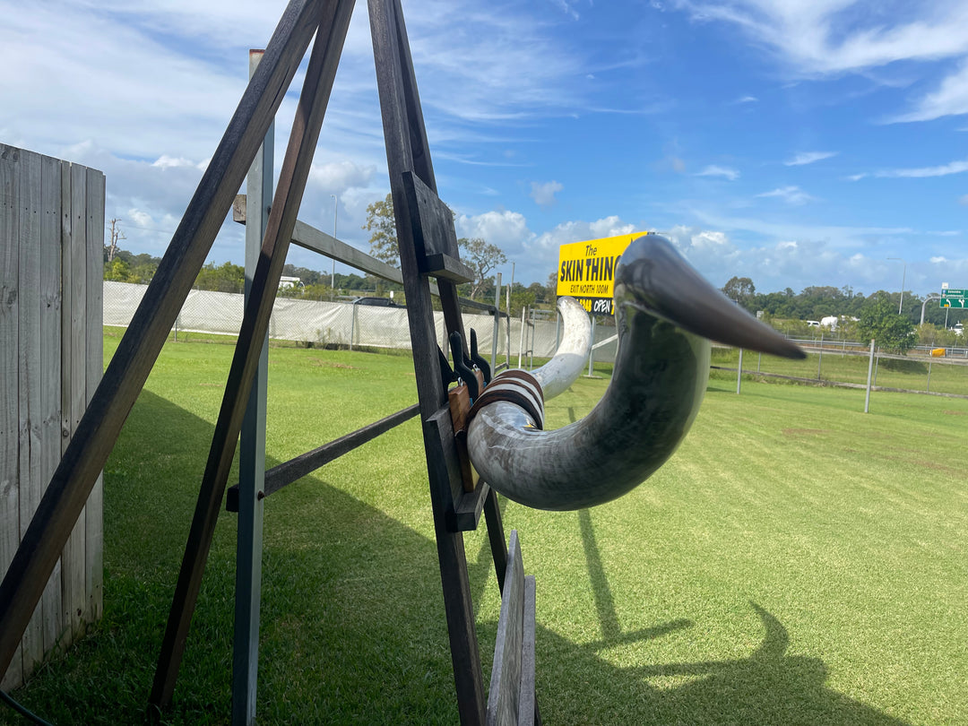 Mounted Cow Horns 50 (this set free delivery, can be dismantled )
