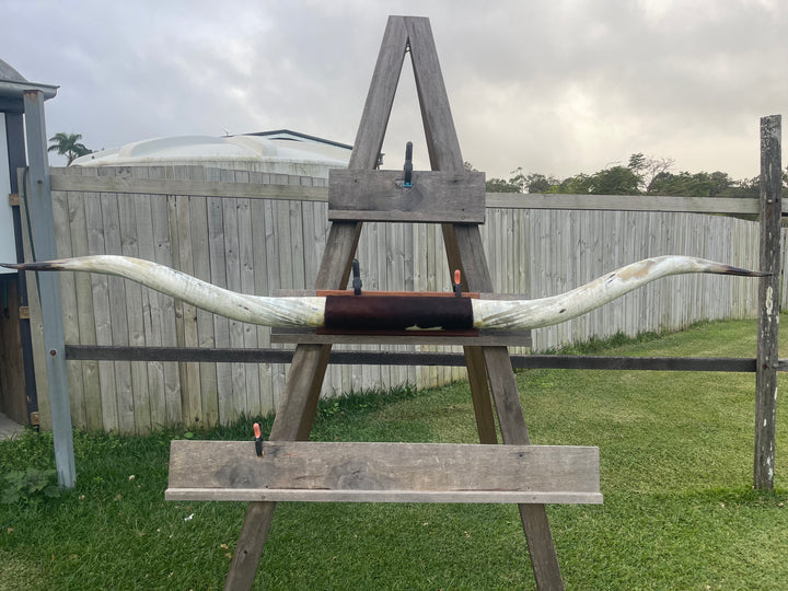Mounted Cow Horns 19 (delivery extra on request)