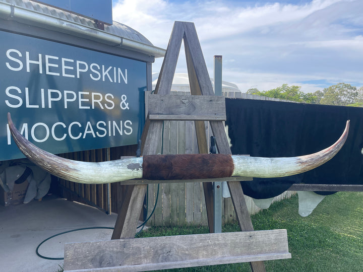 2nd grade Mounted Cow Horns 47 (delivery extra on request)
