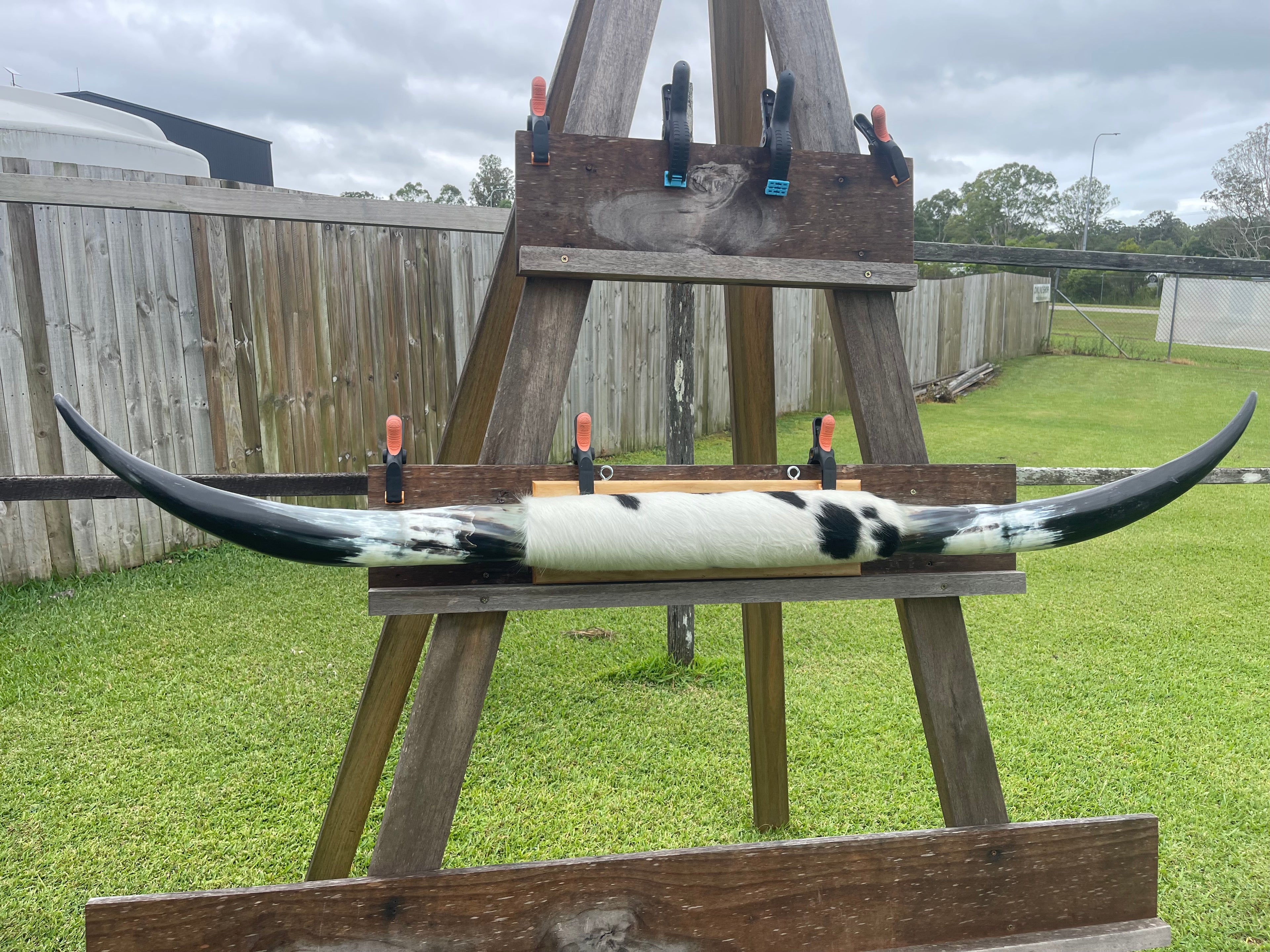 Mounted Cow Horns 21 (delivery extra on request)