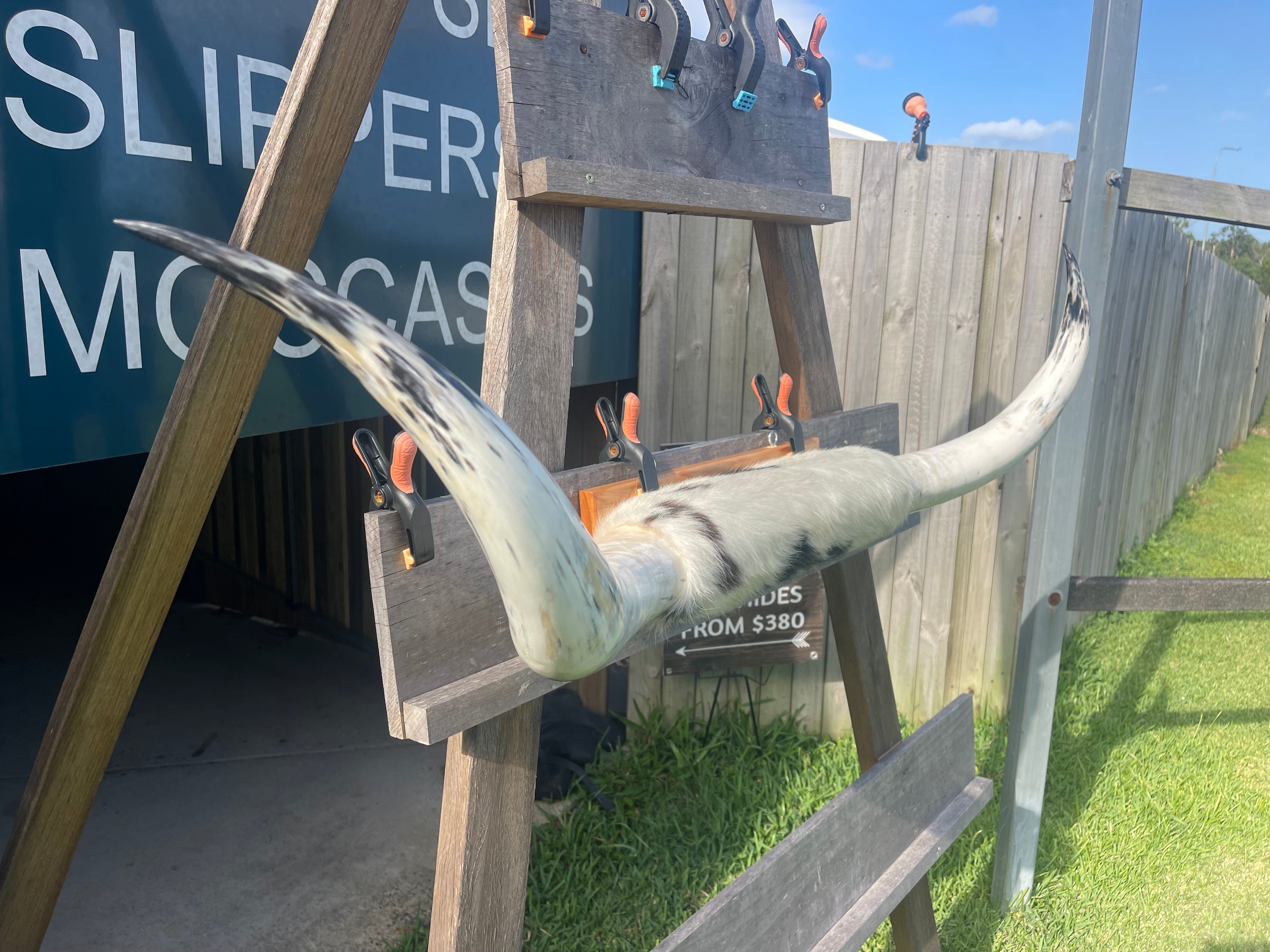 Mounted Cow Horns 45 (delivery extra on request)