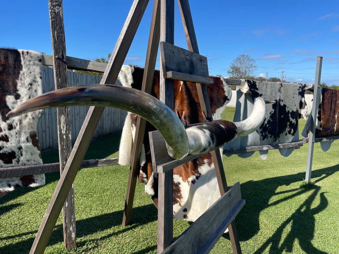 Mounted Cow Horns 32 (delivery extra on request)