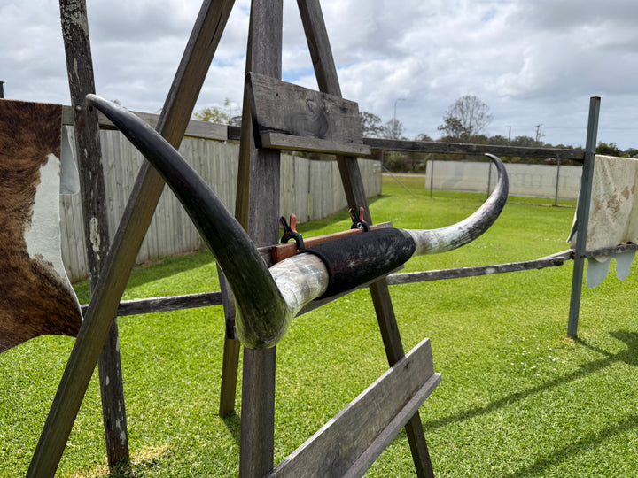 Mounted Cow Horns 06 (delivery extra on request)