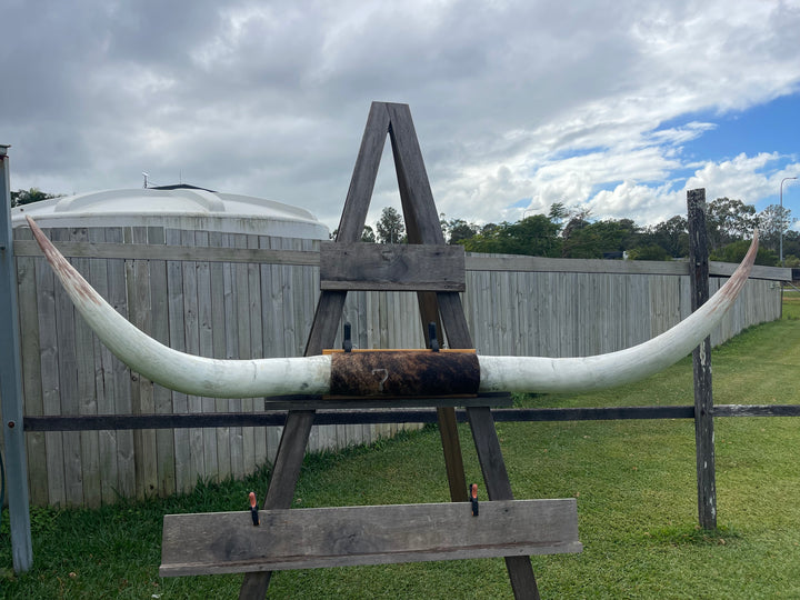 Mounted Cow Horns 05 (delivery extra on request)