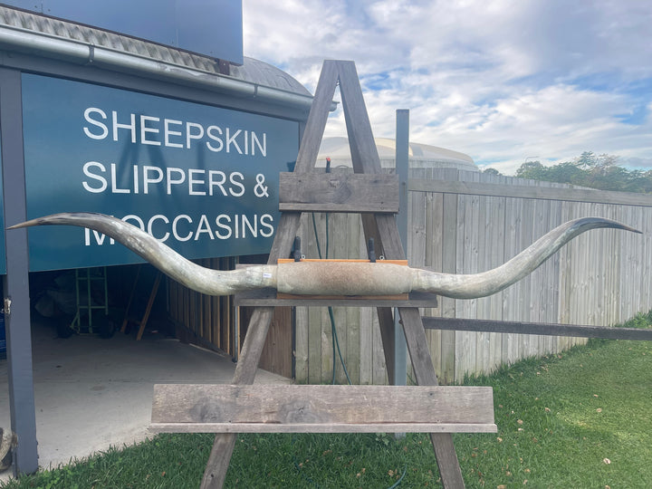 Mounted Cow Horns 04 (delivery extra on request)