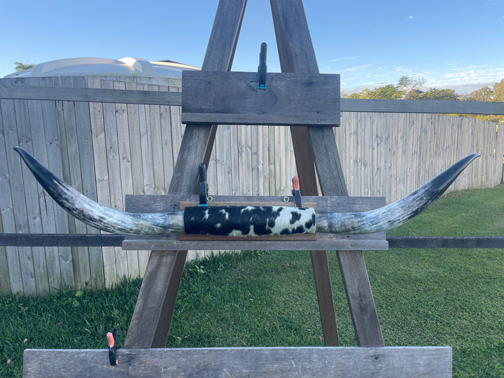 Mounted Cow Horns 31 (delivery extra on request)