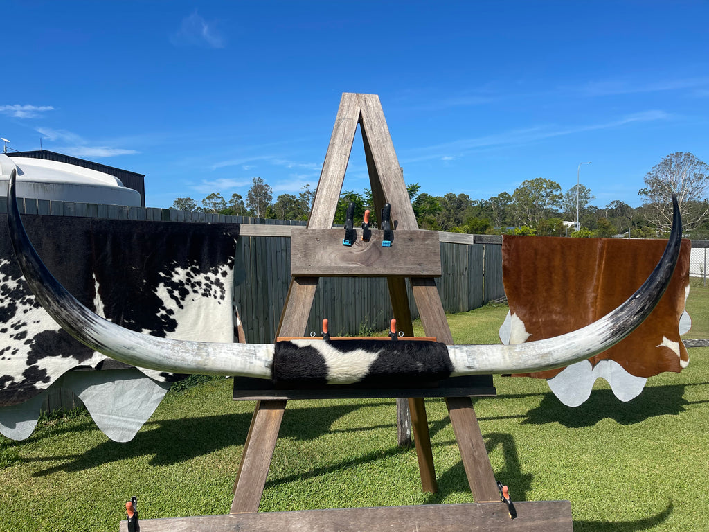 Mounted Cow Horns 07 (delivery extra on request)