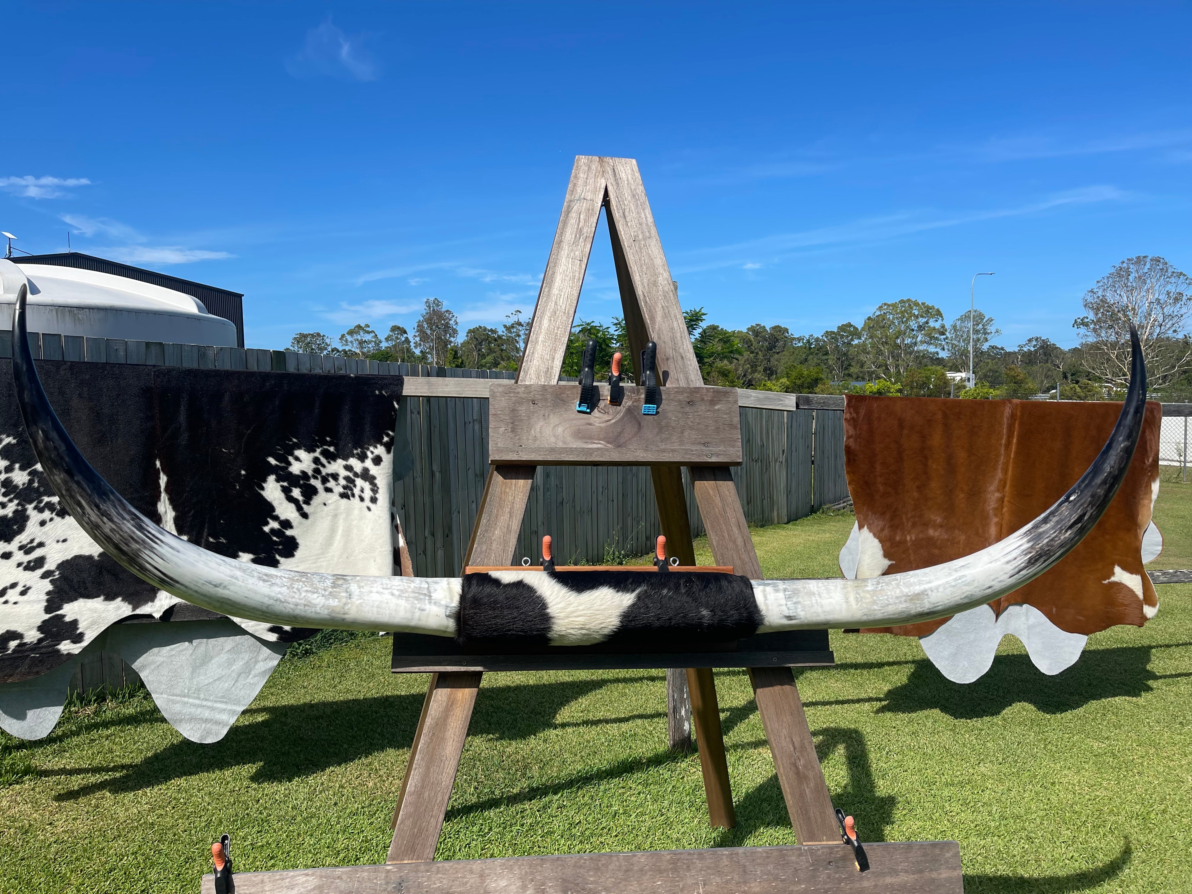 Mounted Cow Horns 07 (delivery extra on request)