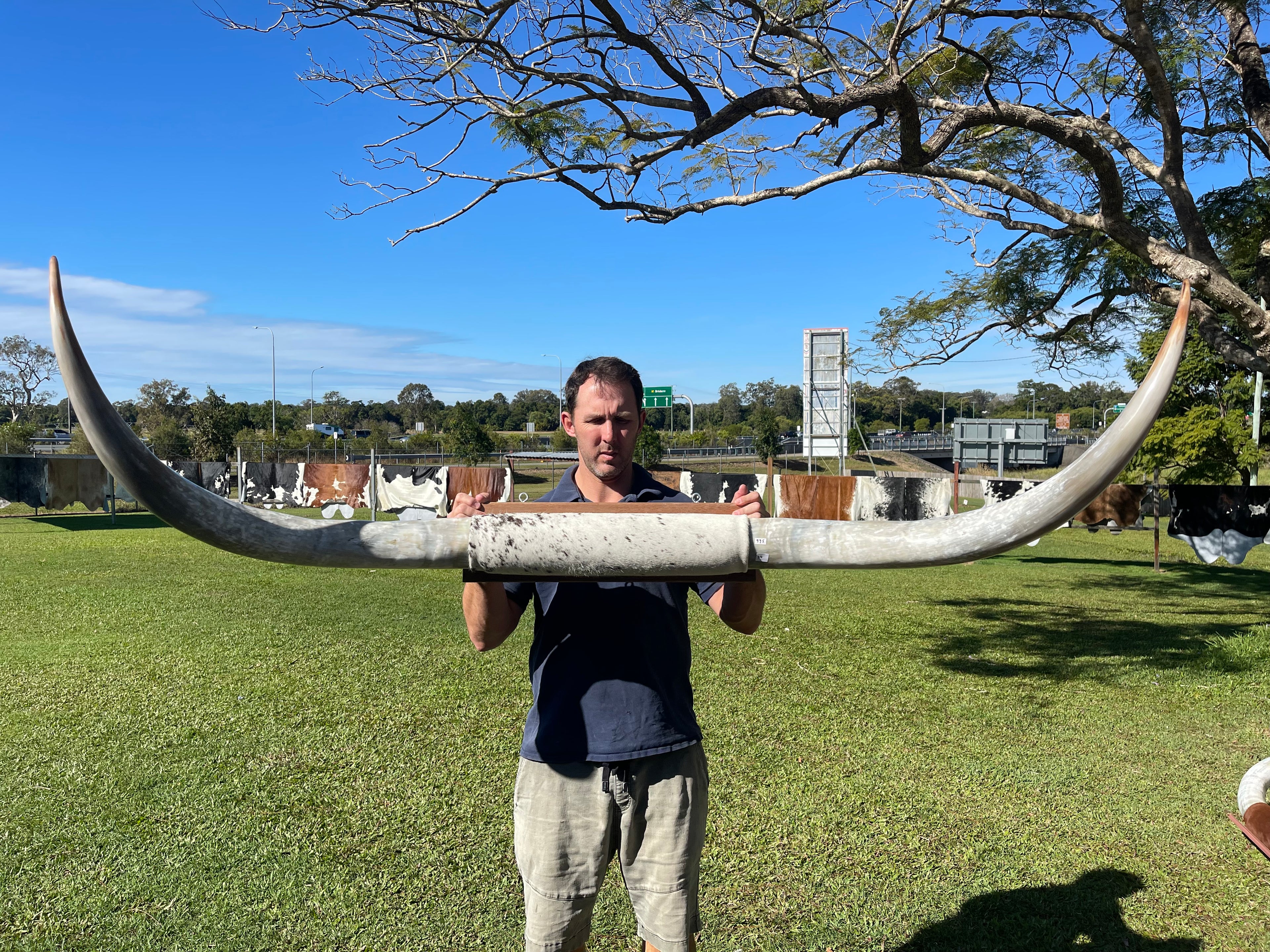 Mounted Cow Horns 34 (delivery extra on request)