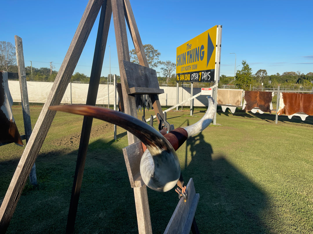 Mounted Cow Horns 14 (delivery extra on request)