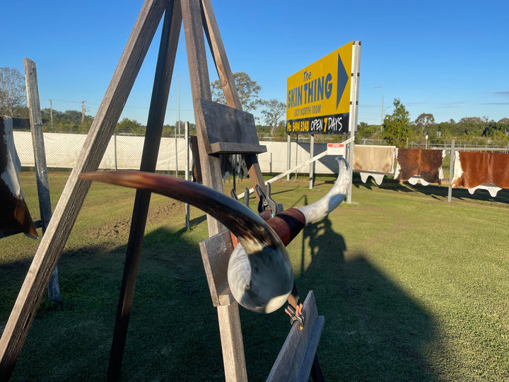 Mounted Cow Horns 14 (delivery extra on request)