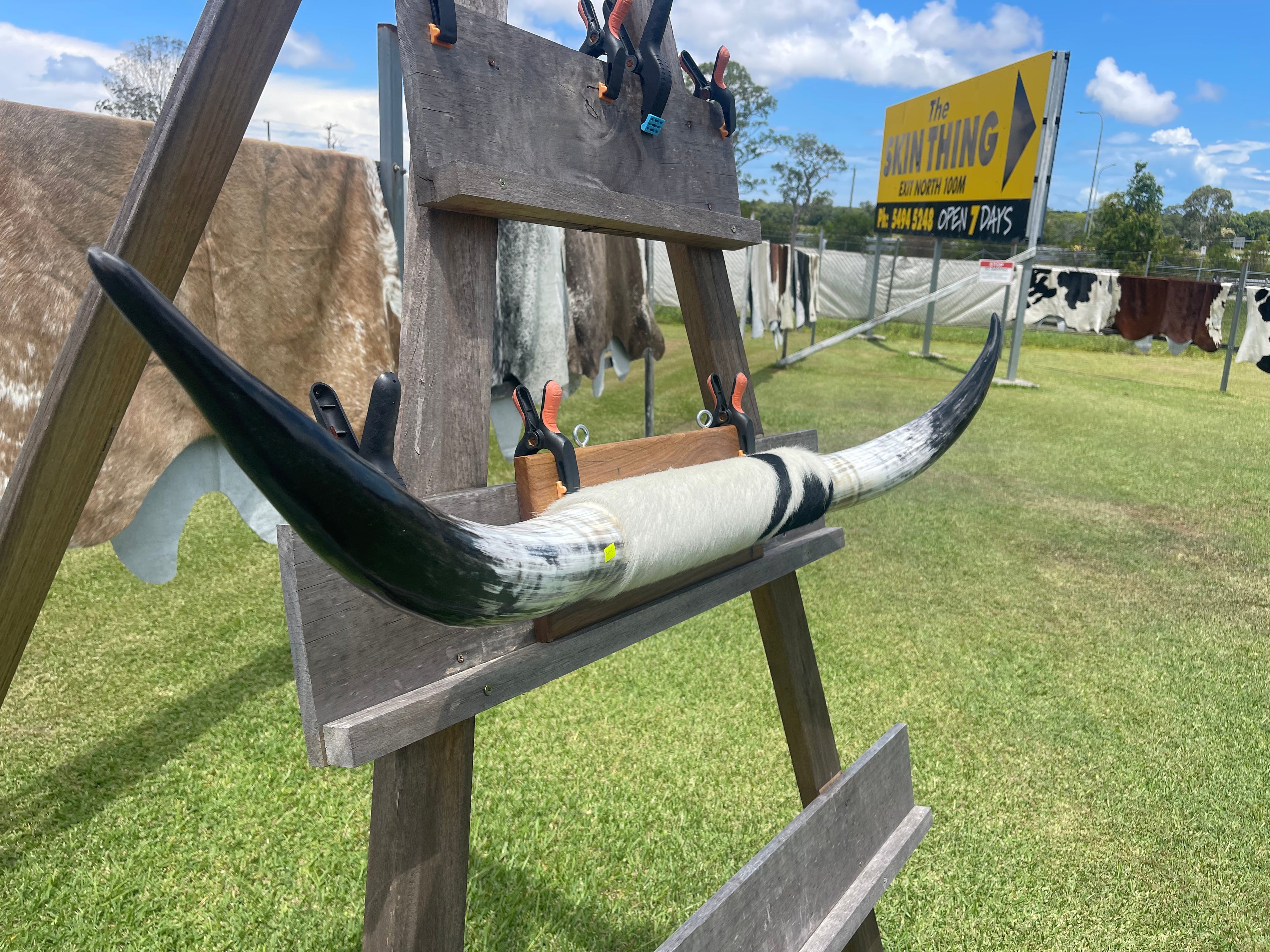 Mounted Cow Horns 05 (delivery extra on request)