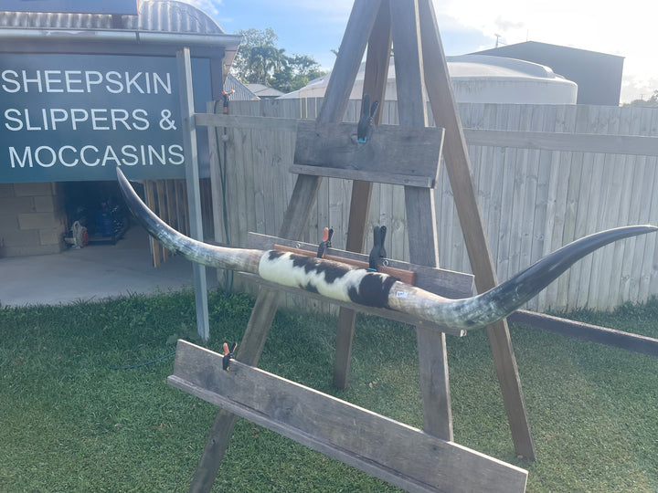 Mounted Cow Horns 07 (delivery extra on request)