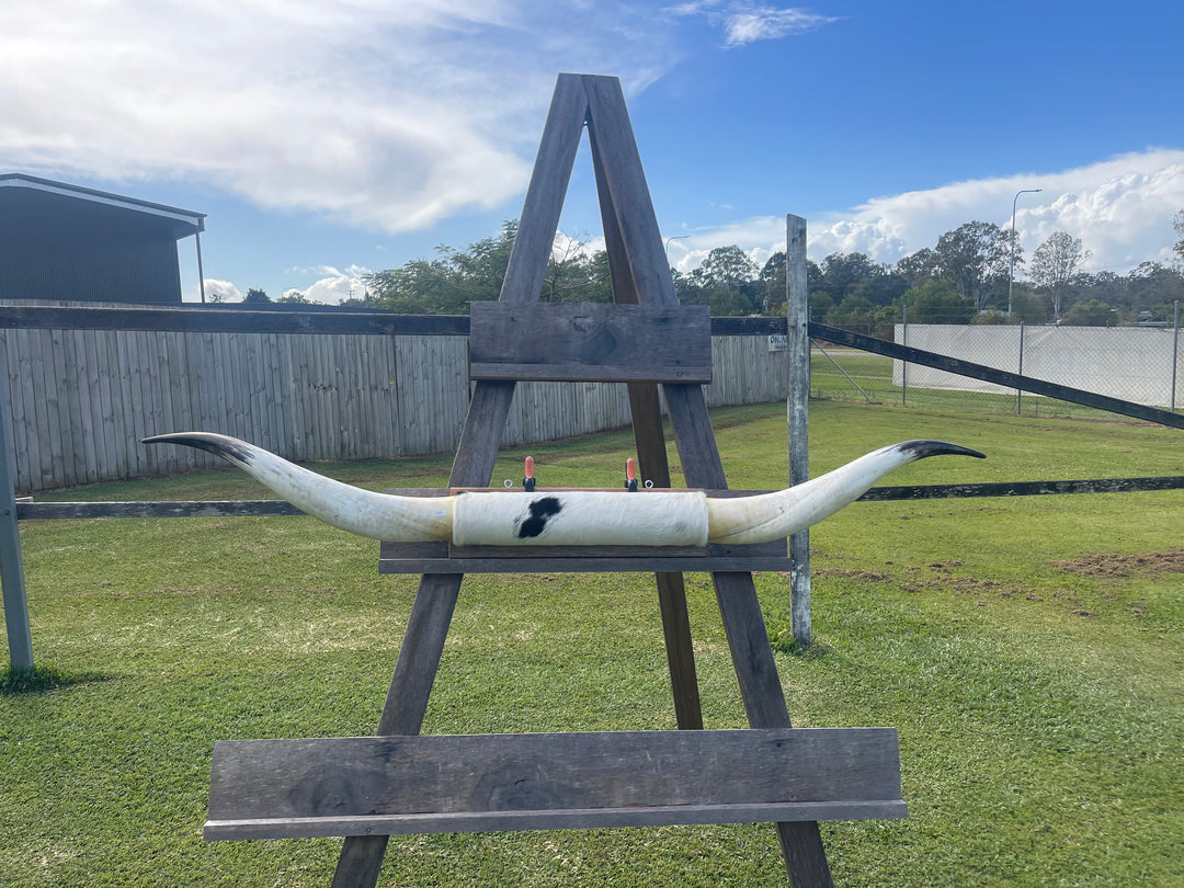 Mounted Cow Horns 42 (delivery extra on request)