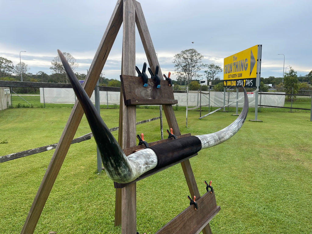 Mounted Cow Horns 16 (delivery extra on request)